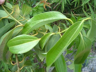 Cinnamon Leaf Essential Oil